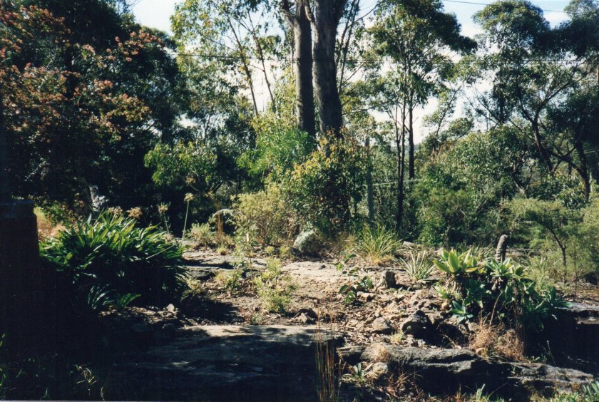 Australian bush Woodford
